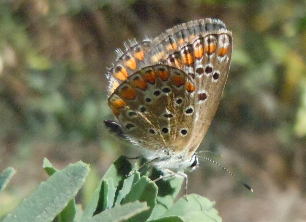 Polyommatus icarus e Colias crocea?